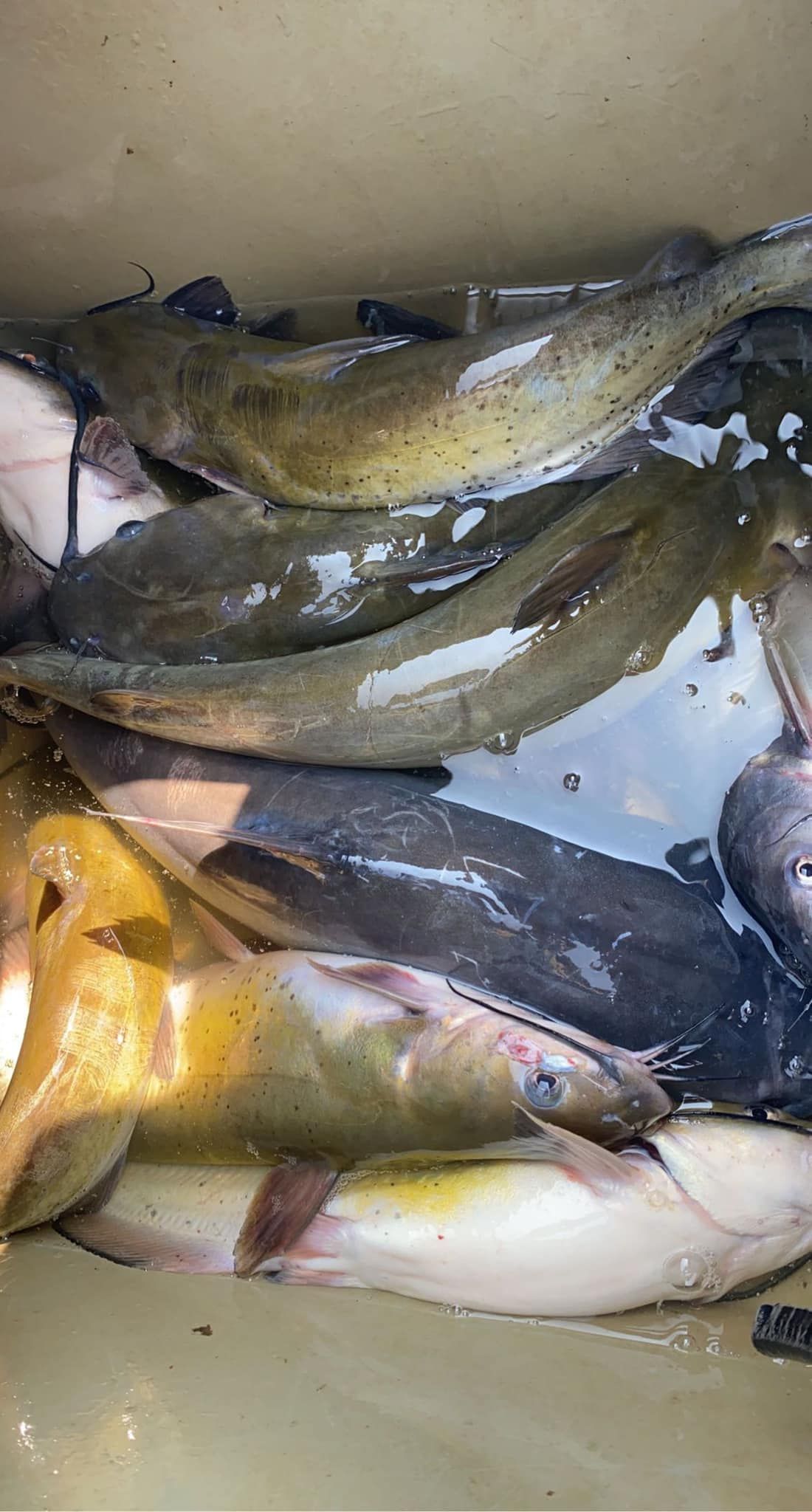 Top-Rated Kentucky Lake Catfish Trip with Mitchell