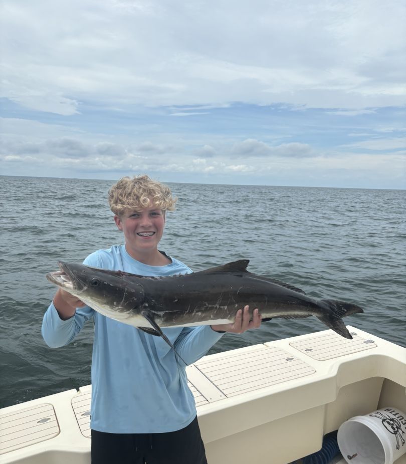 Cobia fish caught while fishing