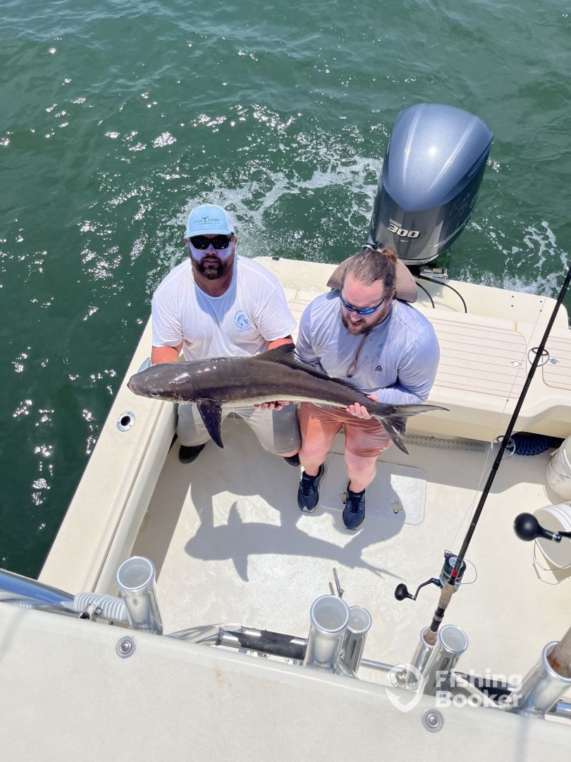 Cobia fish caught while fishing
