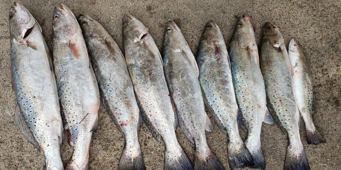 Night Redfish Trips Port Arthur Hardhead