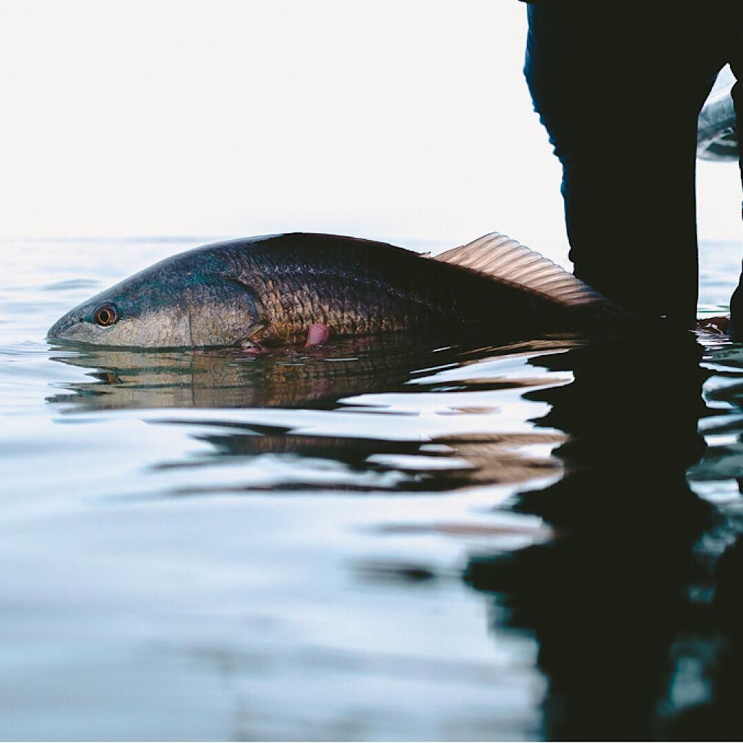 Redfish in Charleston, SC
