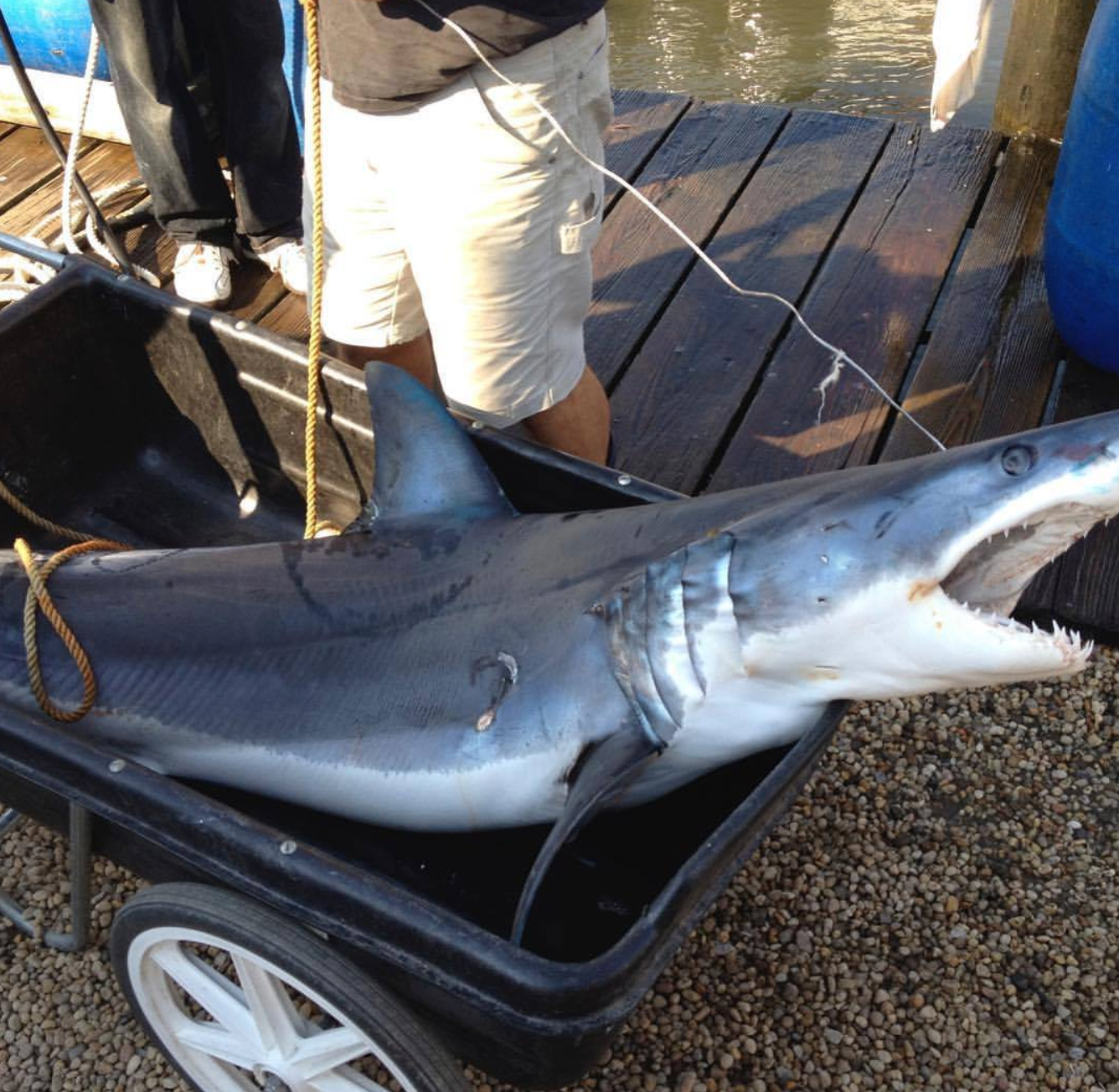 Lady Grace Sport Fishing Charters Montauk Charter Boats - Shark Fishing fishing Offshore