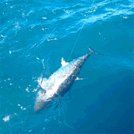 Lady Grace Sport Fishing Charters Montauk Fishing Charters - Tuna Fishing fishing Offshore