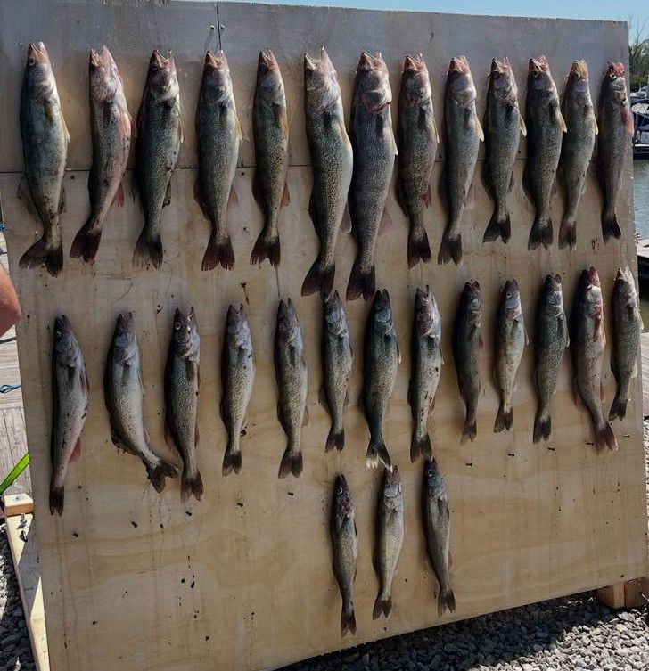 Full Day Walleye Trip Port Clinton Fins Charter