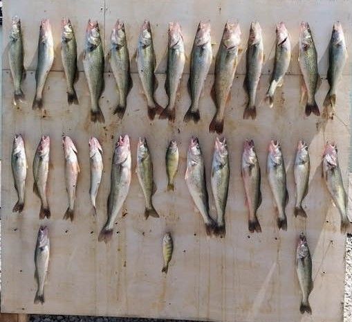 Half Day Walleye Perch Lake Erie Fins Charter