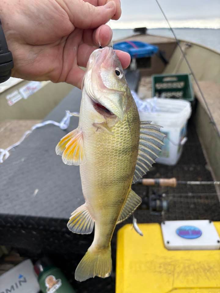 Port Clinton Lake Erie Perch Fishing The Fins