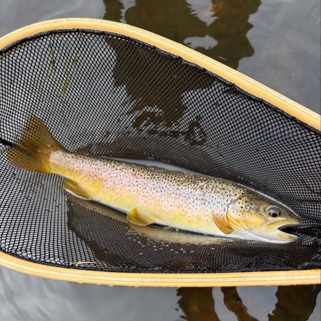Afternoon Fly Fishing Laramie River Trip Guide