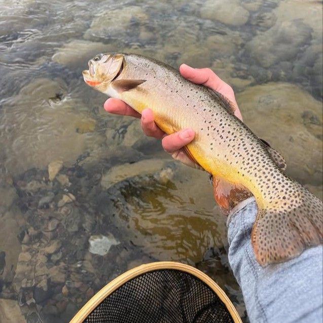 Full Day River Fly Fishing Laramie WY Guide