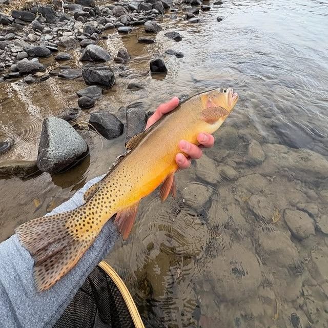 Pro Fly Fishing North Platte River 3fsguideservice