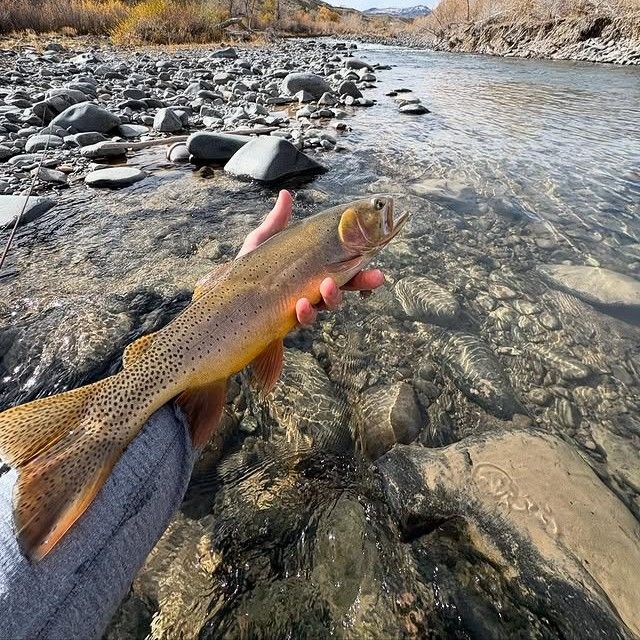 Morning Fly Fishing North Platte River Laramie WY