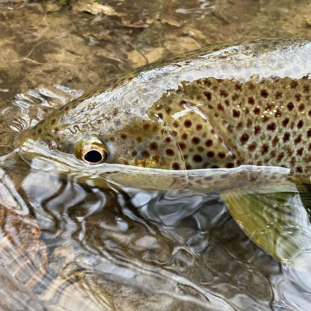 Fall Fishing Adventure in MI Rivers fishing report coverpicture