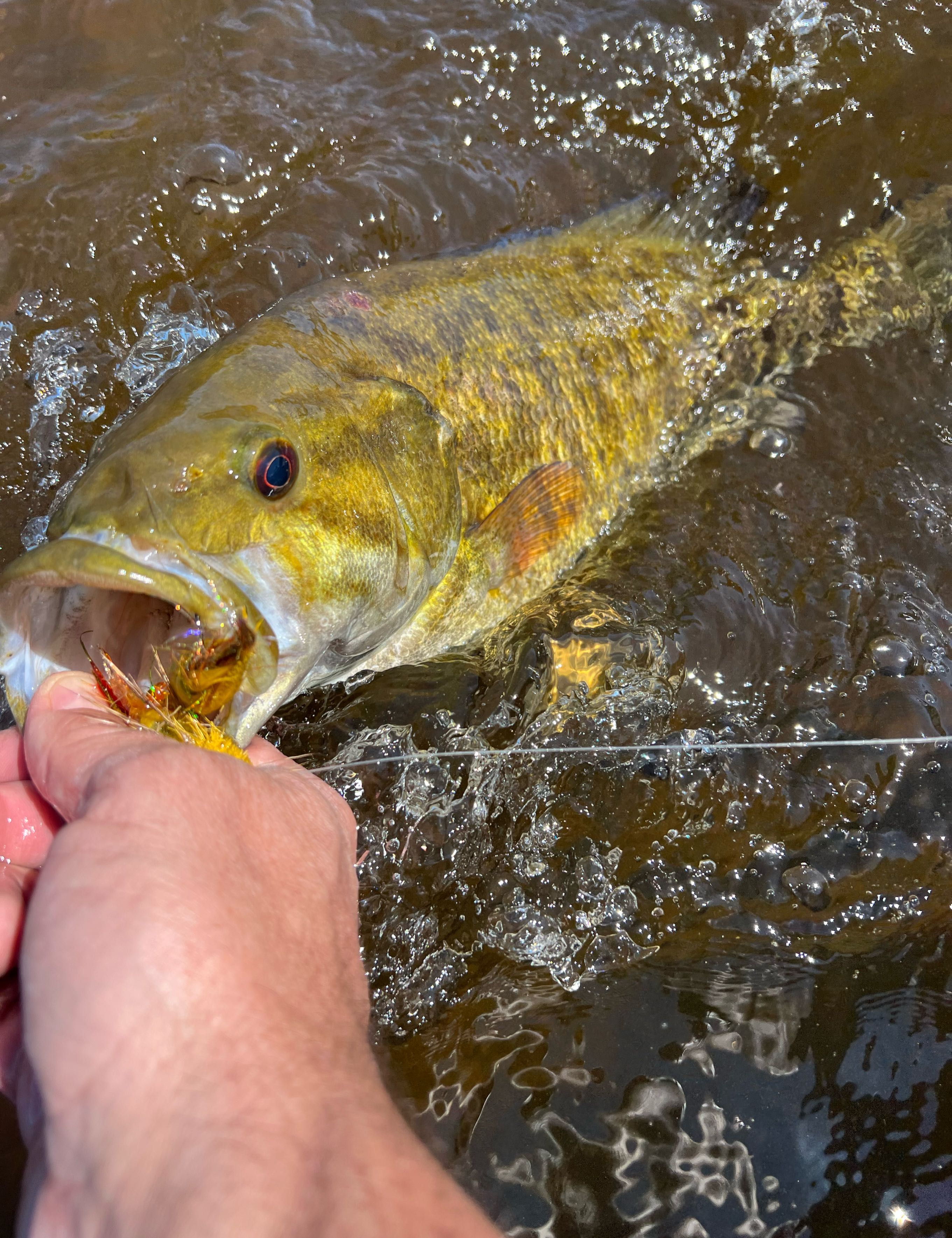 Summer Flies  fishing report coverpicture