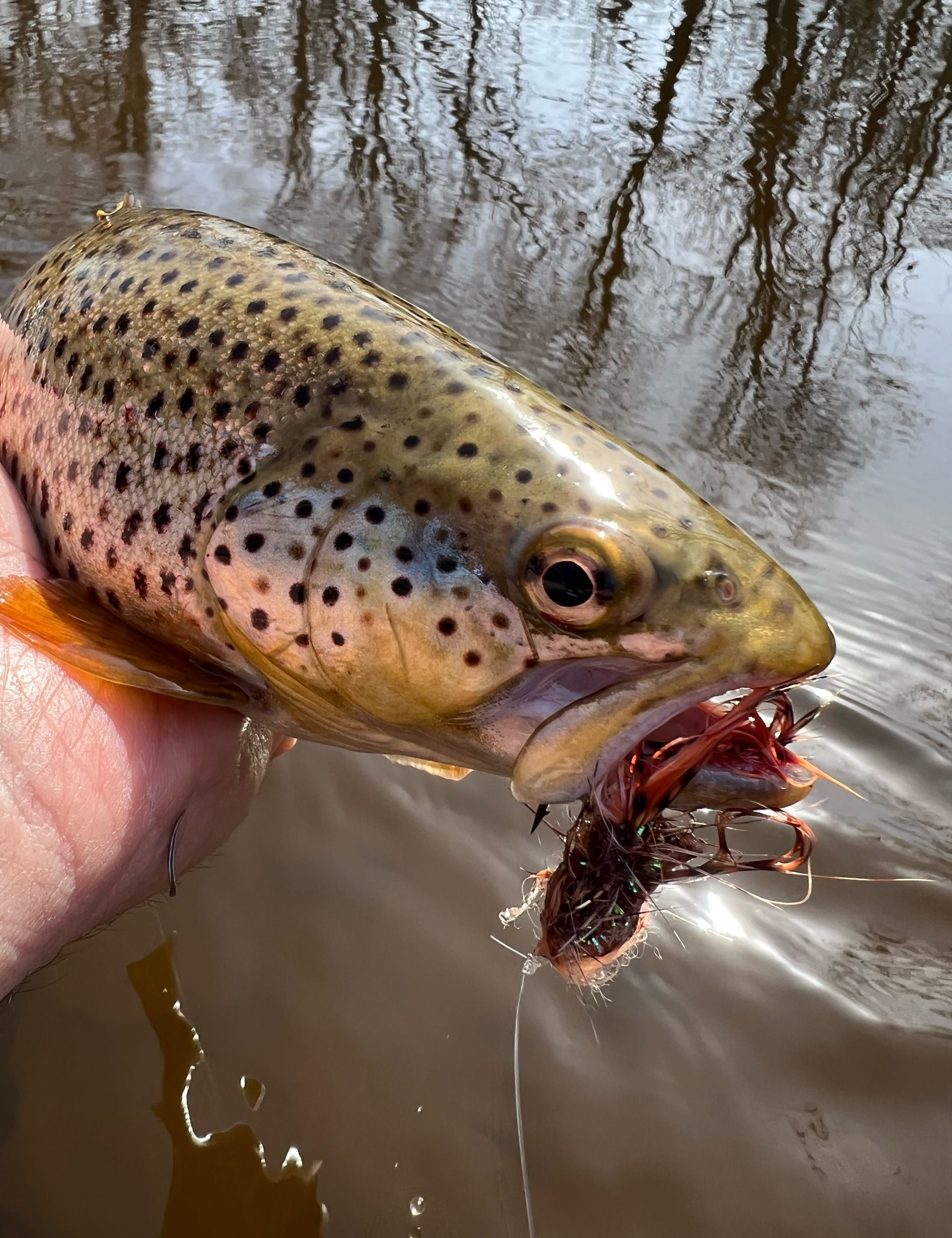 Streamer Season fishing report coverpicture