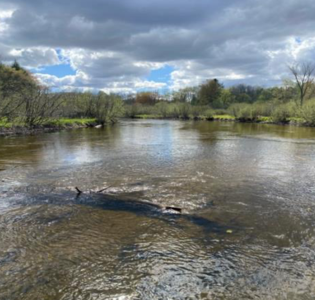 The Streams of Spring fishing report coverpicture