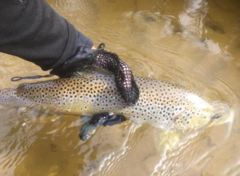Fish-Species