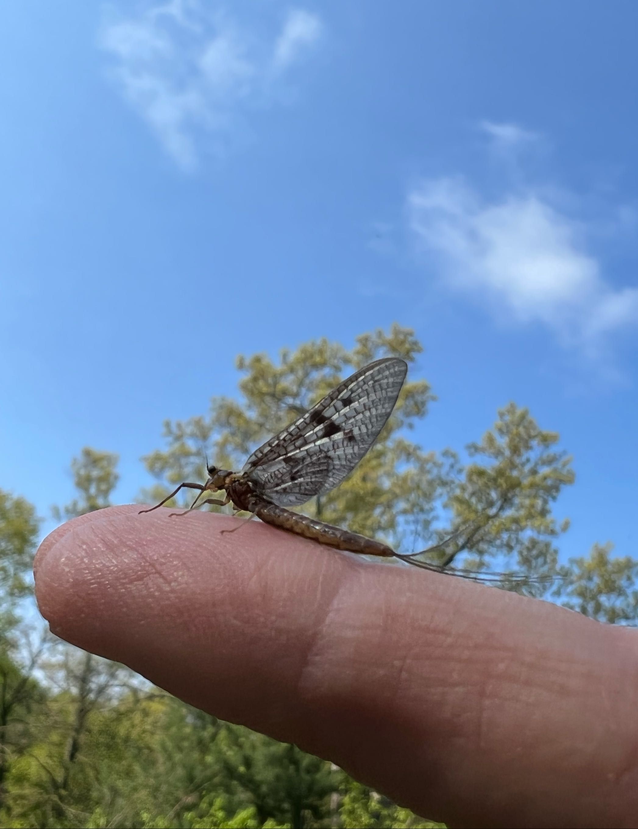 Fly Fishing Michigan Rivers Fly Fishing Lessons  fishing Shore