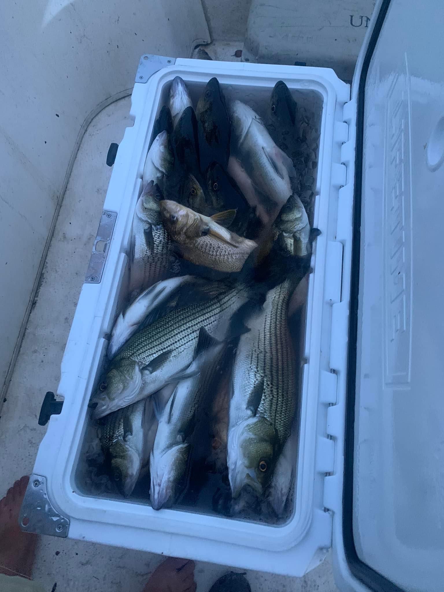 Caught multiple stripe bass in Florida