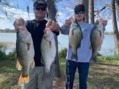 Four Large Stripers in Leesburg, Florida