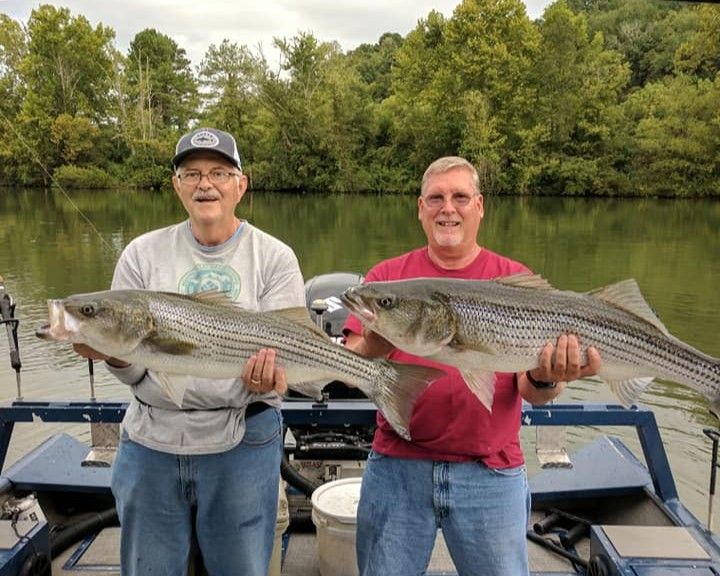 Striped Bass Charter Lenoir City Bushwacker Guide