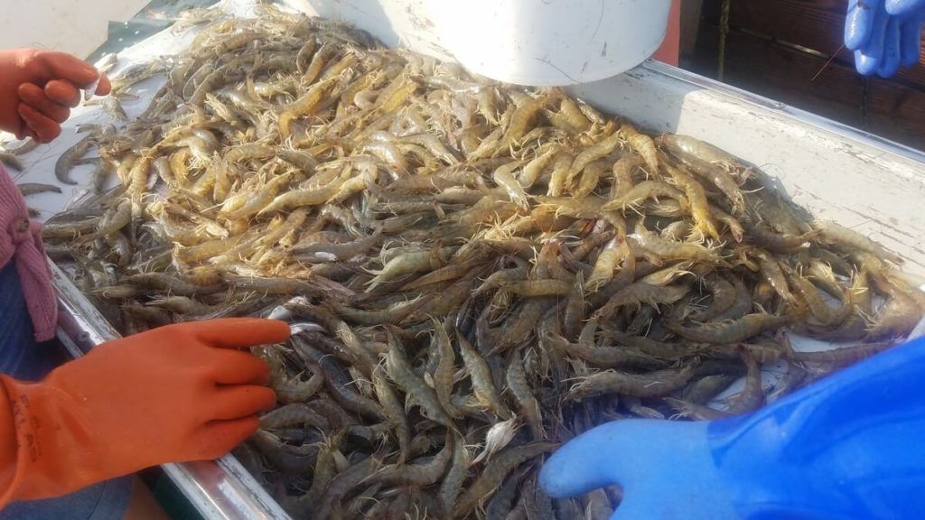Croatan Charters Manns Harbor, NC 4 Hour Crabbing and Shrimping Trip (PM) fishing Inshore
