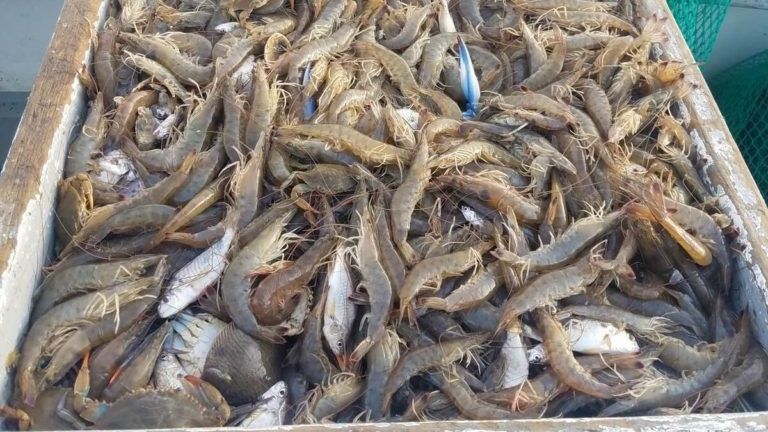 Croatan Charters Manns Harbor, NC 2 Hour Crabbing and Shrimping Trip (PM) fishing Inshore