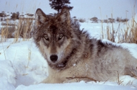 Kammoe Outfitters Canada Wolf Hunt Guides | Private Small Group Wolf Hunt Package hunting Active hunting 