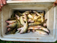 Fish On! Lake Erie Charters LLC Perch / 1-3 people  fishing Lake 