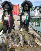 Black H2o Dog Charters Lake Erie Walleye Fishing Charters - Holiday fishing Offshore 