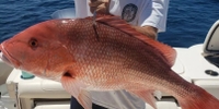 Reel Crazy Fishing Charters PCB Fishing Charters FL | Private 8 Hour to 10 Hour Morning Red Snapper Hunt fishing Offshore 