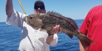 Reel Crazy Fishing Charters PCB Fishing Charters in Florida | Private 6 Hour Morning or Afternoon Adventures fishing Offshore 