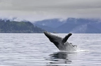 Hi Time Charters Juneau AK Whale Watching | 6-Hour Trip tours Excursion 