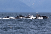 Hi Time Charters Whale Watching in Juneau AK | 8-Hour Trip tours Excursion 