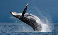 Hi Time Charters Juneau Whale Watching | 3-Hour Trip tours Excursion 