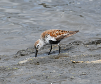 Darrel DeNune Nature Guide Bird Watching Excursions | Coastal Shore Birds Fall Migration tours Wildlife 