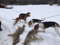 Maine Guide Outfitter Coyote Hunting Trip With Hound | 4 To 8 Hour Hunting Trip hunting Dog handlers 