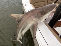Captain Zach’s Fishing Charter Shark Fishing Charter Savannah GA | 4HR  Fishing fishing Inshore 