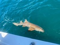 Fish Inc. Charters The Iron Man Package - Key West, FL fishing Offshore 