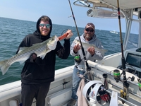 Magnanimous Sport Fishing  Charter Fishing Cape Cod | Private - 2 to 6 Hour Trip fishing Inshore 