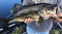 Taylor's Pokin' Fun Airboat Adventures & Fishing Charters Florida Bass Fishing  fishing Lake 