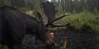 Watershed Outfitters Hunting In Ontario | Moose Hunting hunting Active hunting 