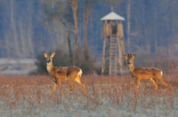 Backroads Guide Service Hunt Maine | 6 Day Hunt hunting Active hunting 