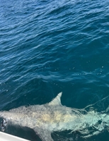 Addicted Outdoors Shark Fishing in Placida | 4 hour fishing Inshore 
