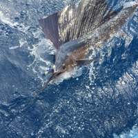 Tuna Wahoo Charters Swordfish Charters fishing Offshore 