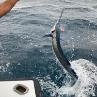 Tuna Wahoo Charters Palm Beach Charter Fishing fishing Offshore 