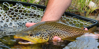 Fishtales Outfitting Fly Fishing Trips Montana | 4 Hour Charter Trip In Missouri River  fishing River 