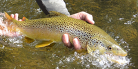 Fishtales Outfitting Guided Fishing In Montana | 8 Hour Charter Trip In Yellowstone fishing River 