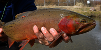 Fishtales Outfitting All-Inclusive Fly Fishing Trips Montana | 5 Day Charter Trip  fishing River 