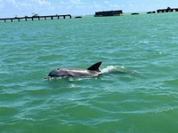 Outdoor Adrenaline Florida Dolphin Tour fishing Shore 