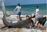 Noname Shark Charters Shark Fishing Florida Charter | Bachelor Party! fishing Shore 