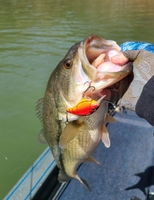 Branson Champion Guide Service Table rock MO Fishing | 6 Hour Charter Trip fishing Lake 